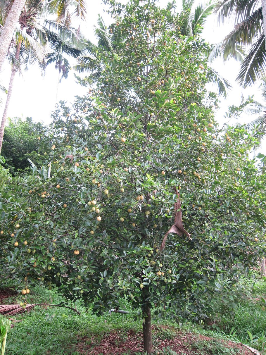 Myristica fragrans Houtt.