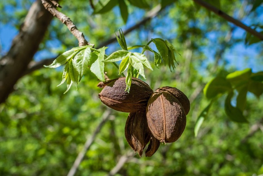 Мускатный орех (Myristica fragrans)
