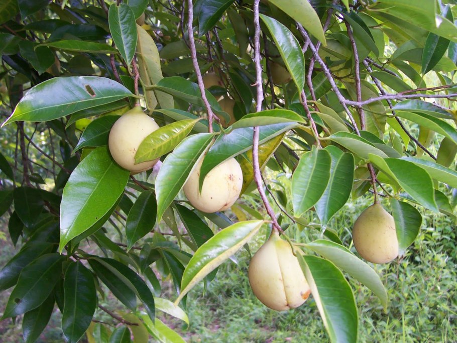 Nutmeg — мускатный орех