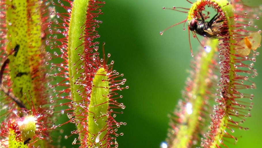 Росянка Андромеда
