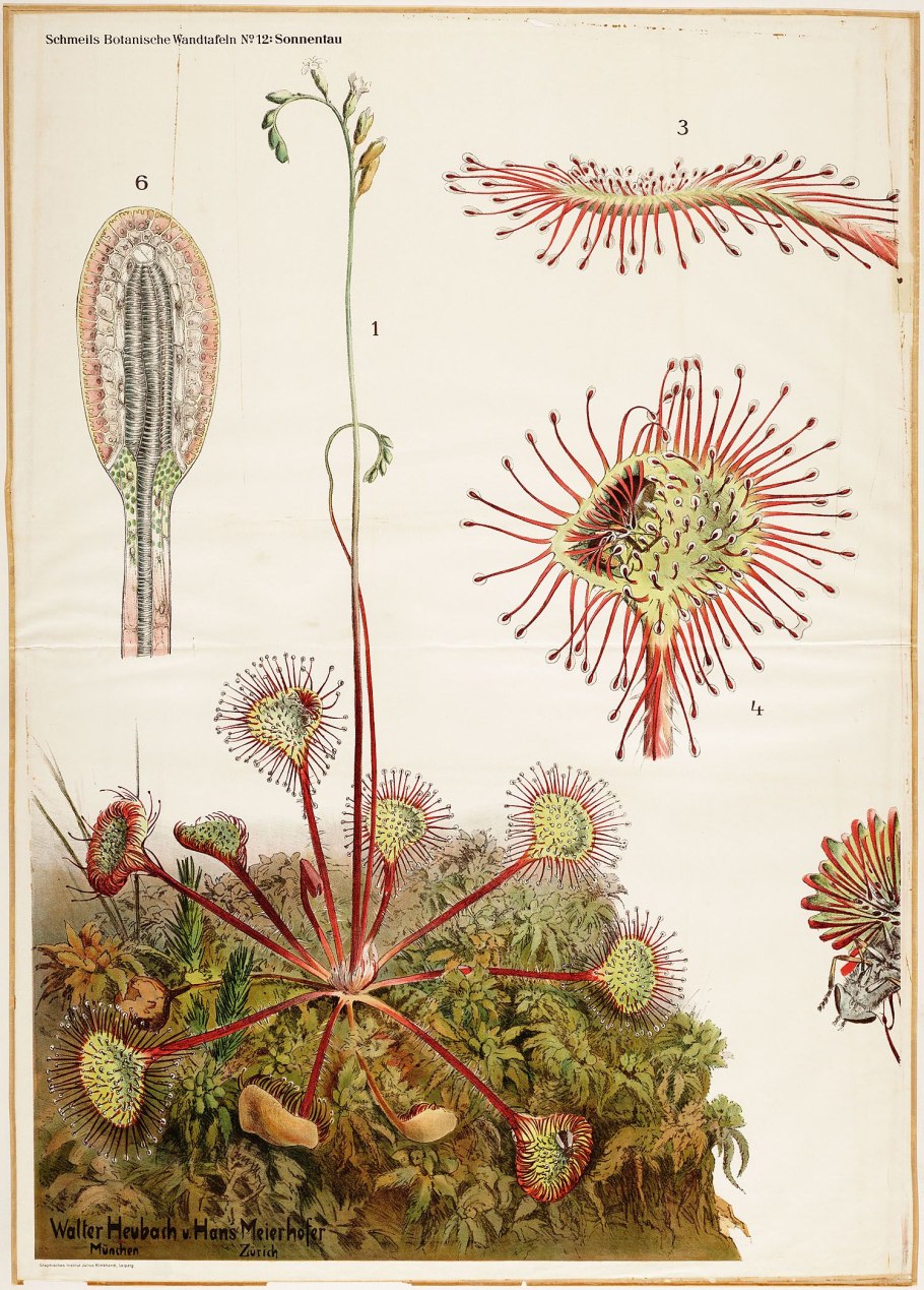 Росянка ботаническая иллюстрация