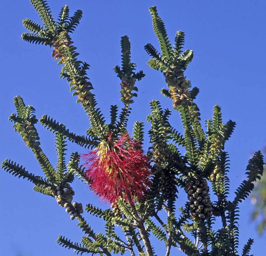 Beaufortia Sparsa (бофортия)