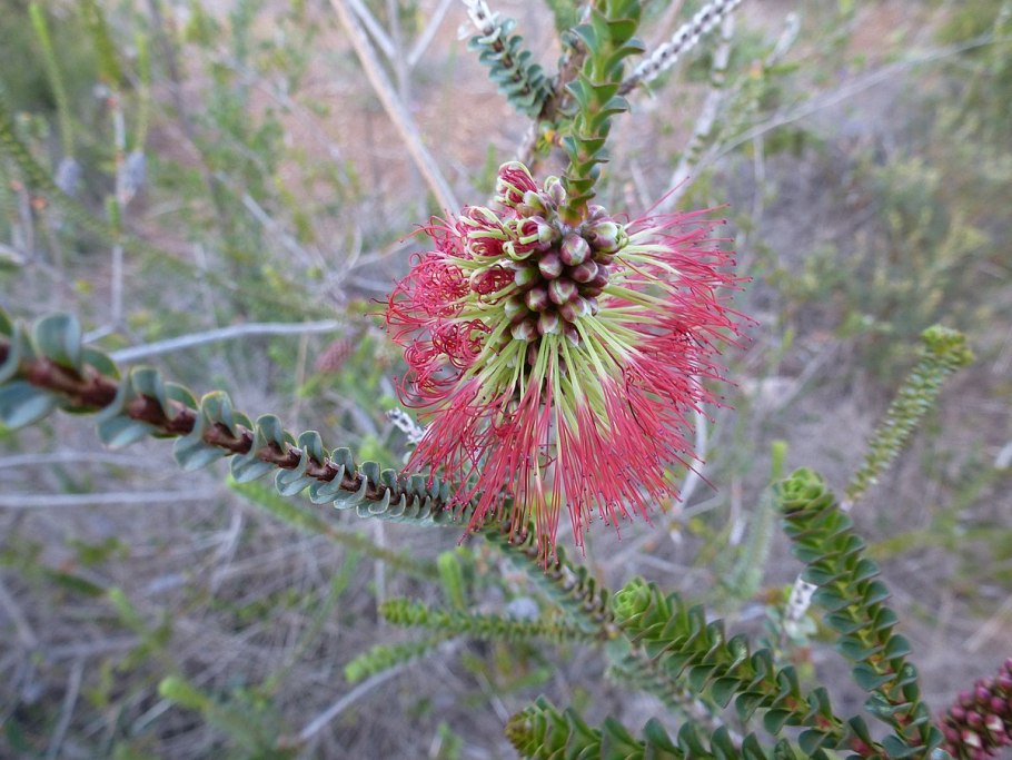 Бофортия растение описание