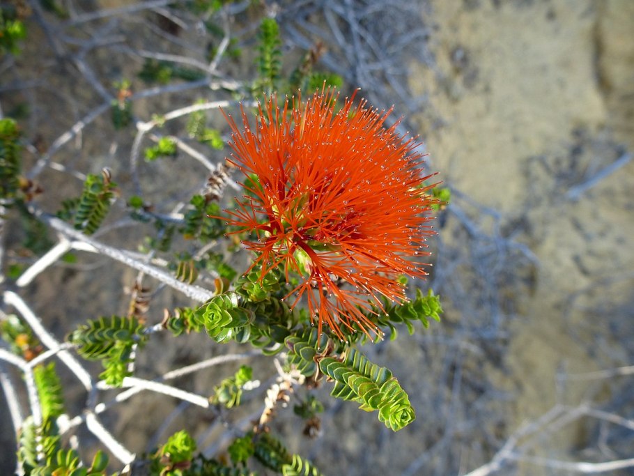 Beaufortia Sparsa (бофортия)