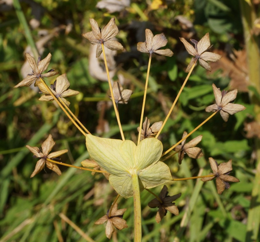Leucaena leucocephala (Леуцена)