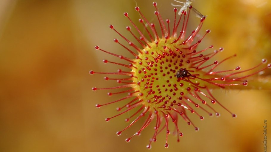 Росинка круглолистная