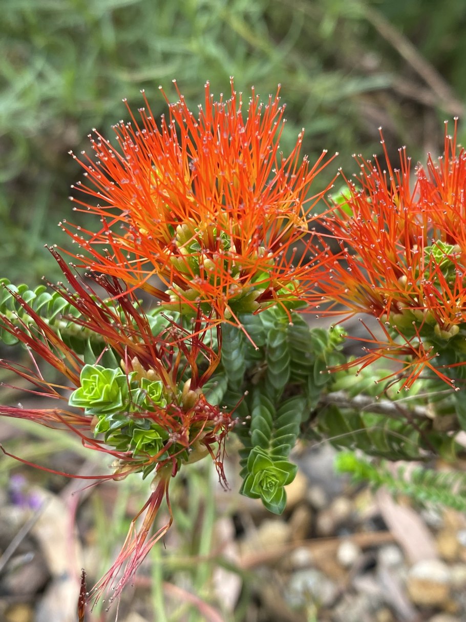 Бьюфортия растение