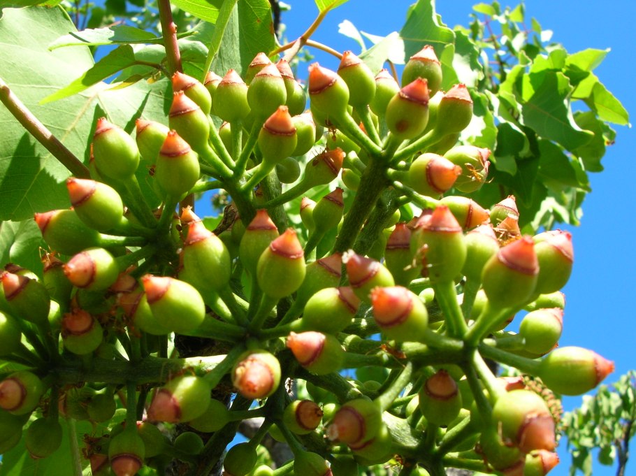 Любисток Levisticum officinalis