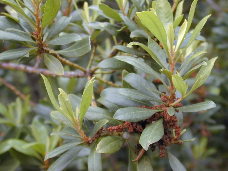 Восковник обыкновенный / Мирта Болотная