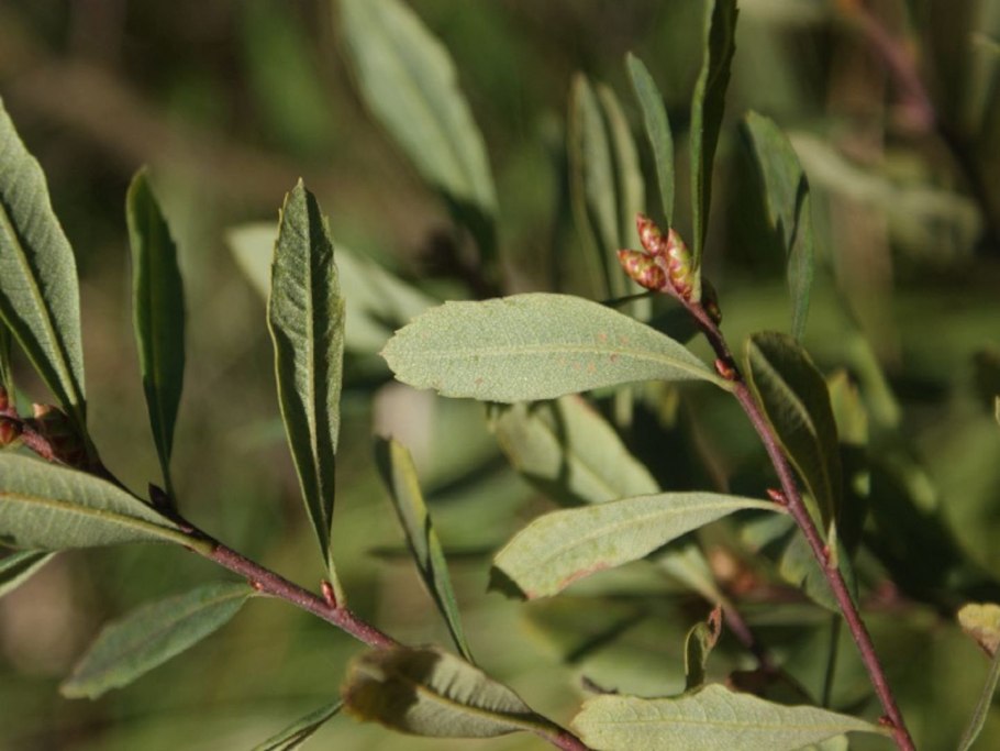 Восковник болотный