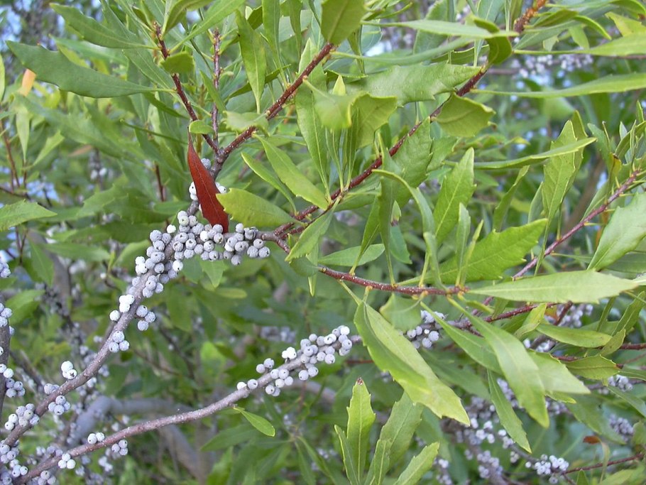Восковница Myrica rubra