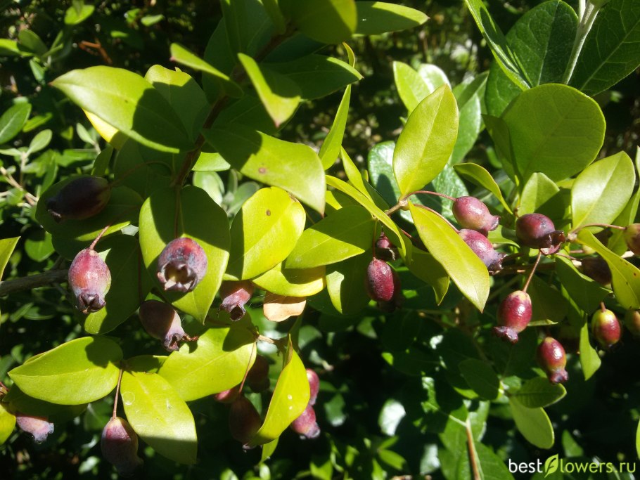 Восковник обыкновенный / Мирта Болотная