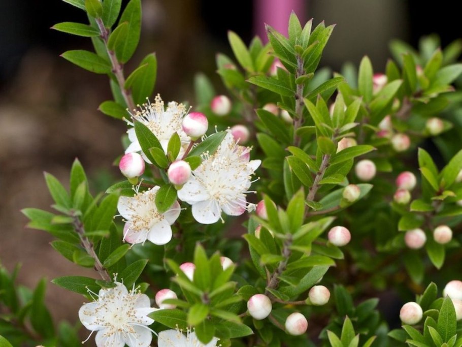 Мирт Акация