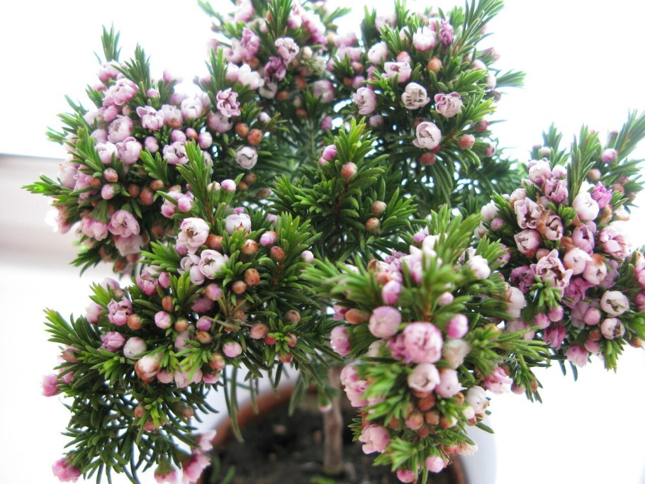 Болотный Мирт обыкновенный