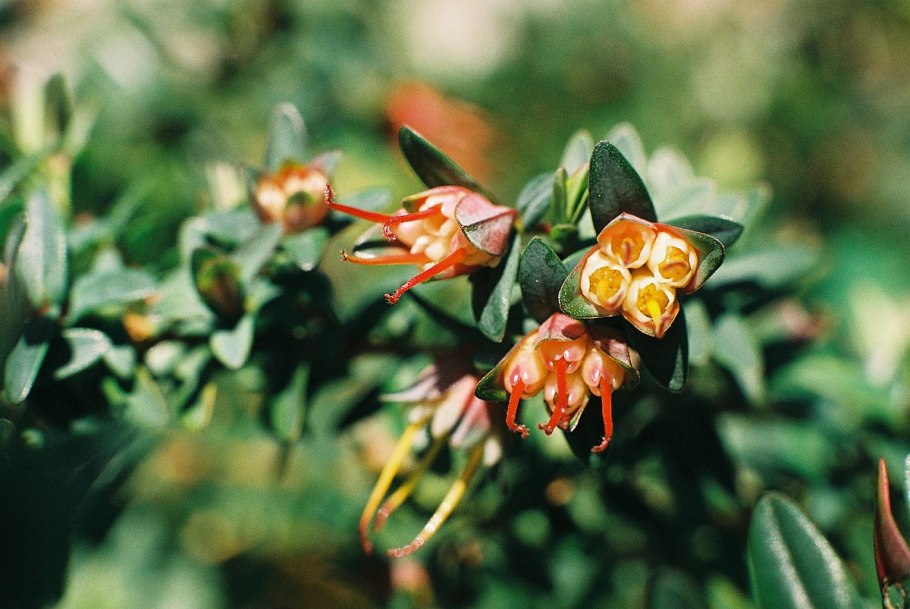 Восковник болотный (Myrica Gale