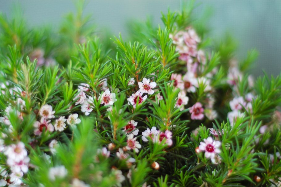 Мирт обыкновенный ягоды