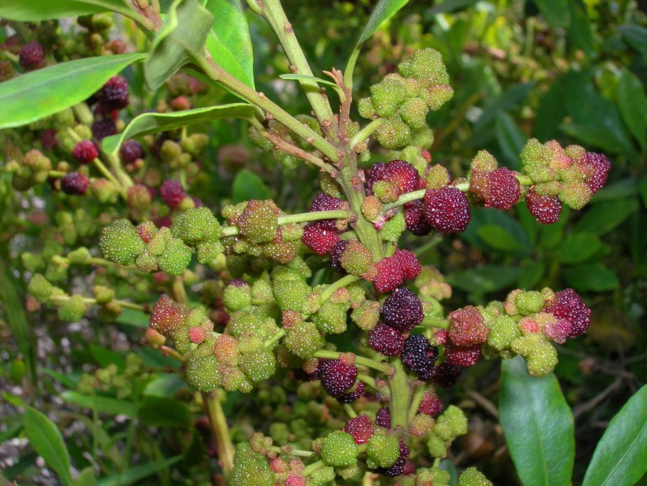 Восковник обыкновенный