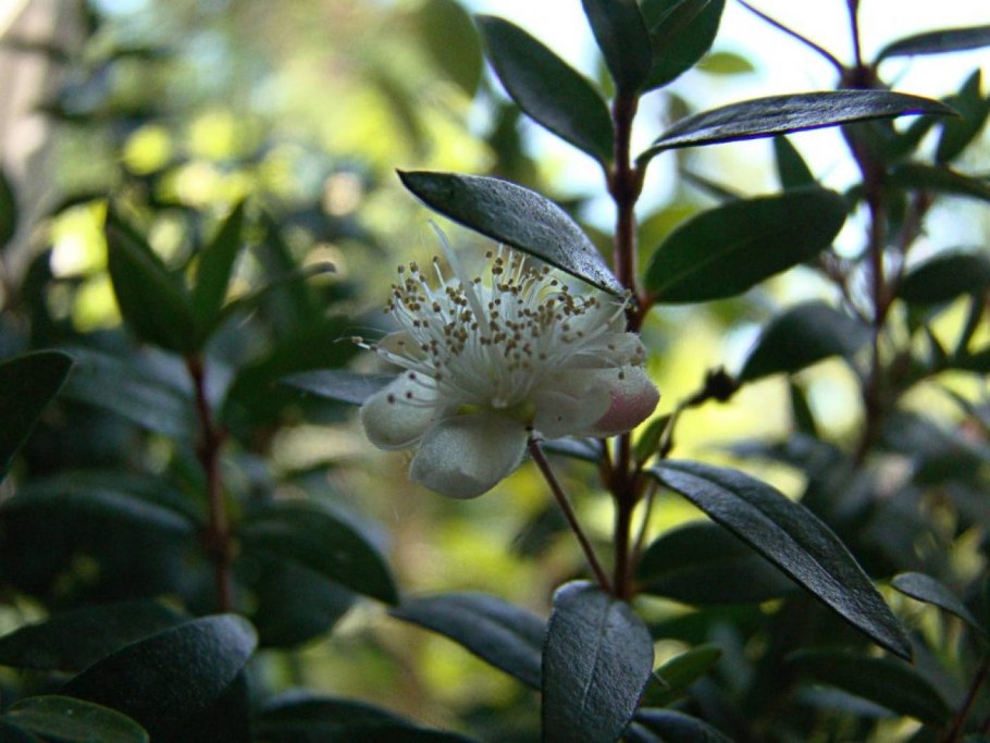 Восковница (Myrica)