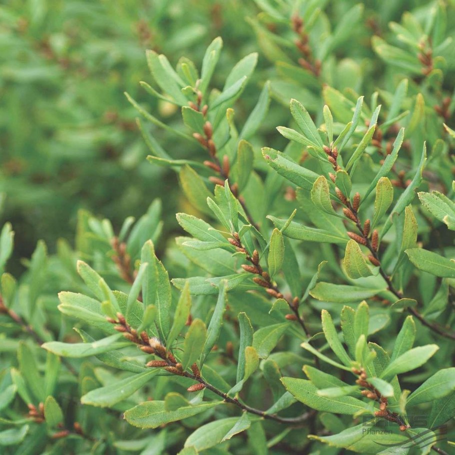 Хамедафна («болотный Мирт»)