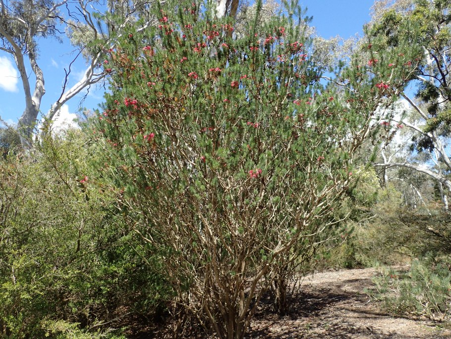 Rhodomyrtus tomentosa