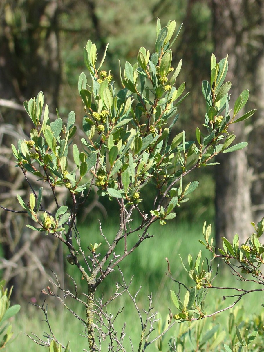 Curtuteria Australis