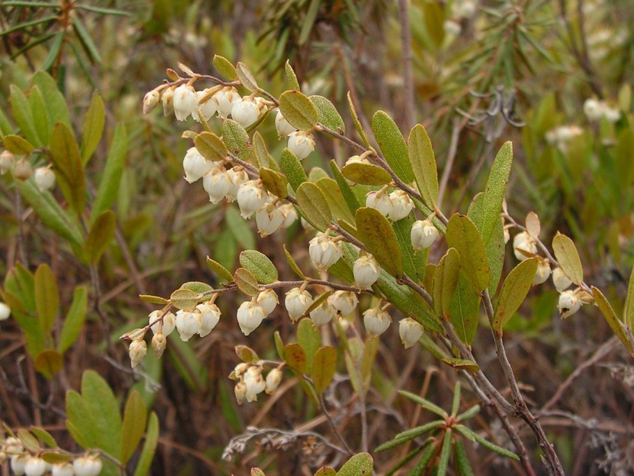Myrtus communis плоды