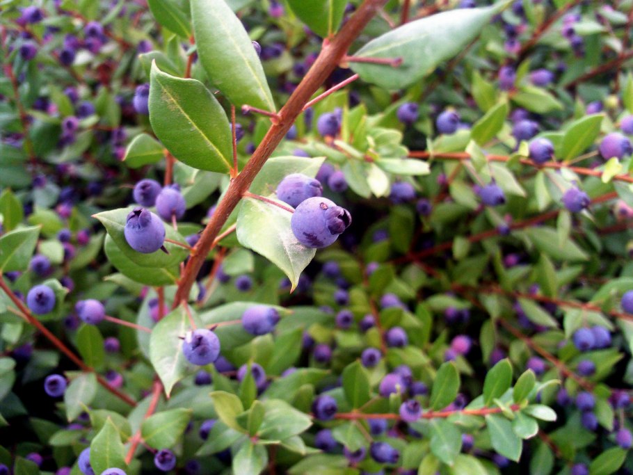 Мирт фейхоа