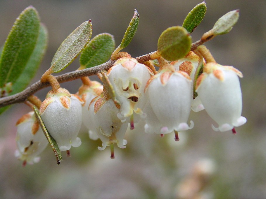 Восковник болотный (Myrica Gale