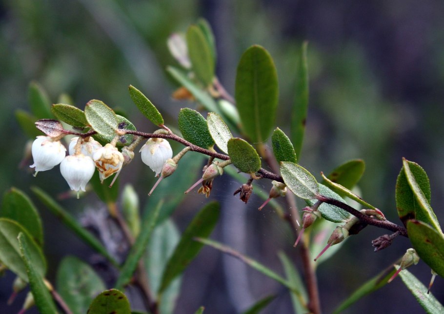 Болотный Мирт — Chamaedaphne calyculata