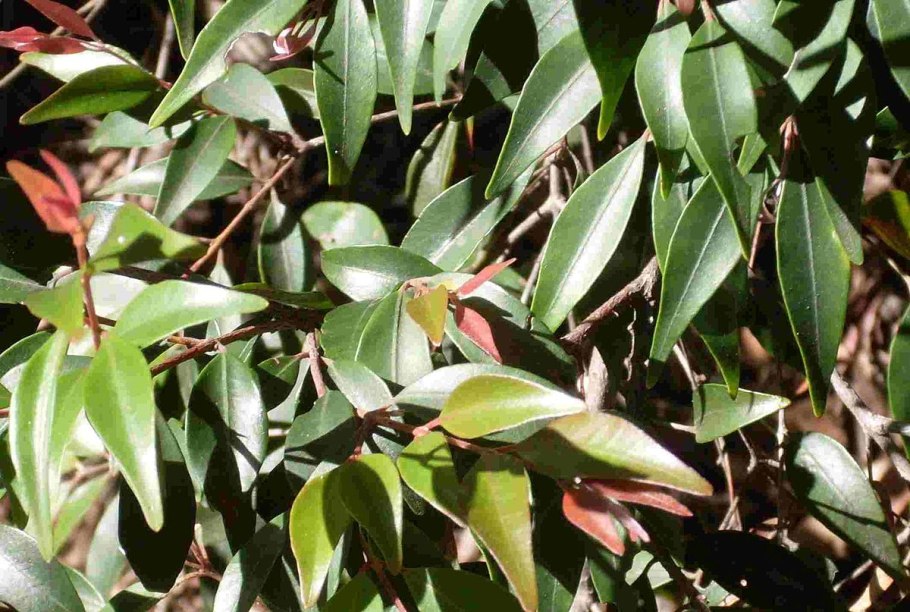 Myrtus communis ягоды