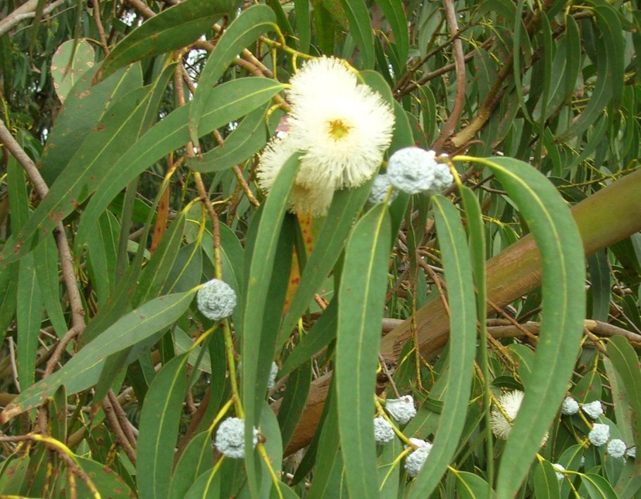 Эвкалипт шаровидный
