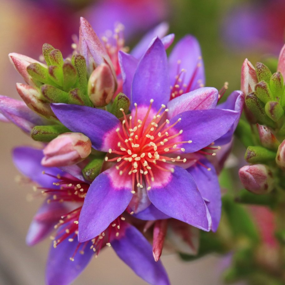 Calytrix exstipulata