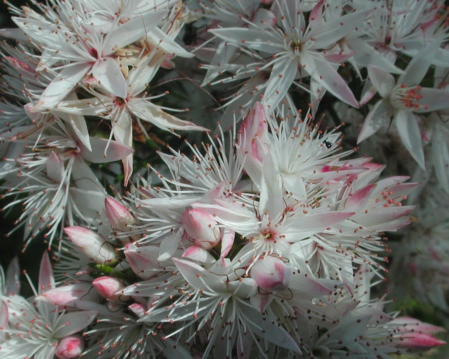 Calytrix Tetragona prostrate