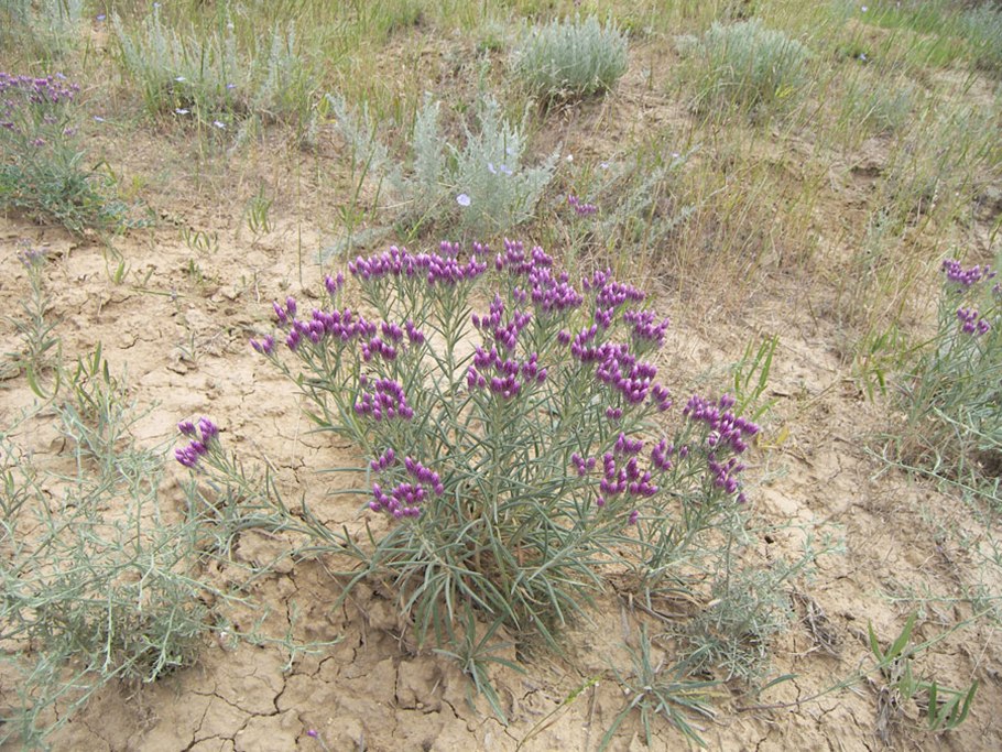 Цветы Азово