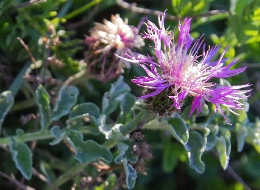 Розовый кузнечик альбинос