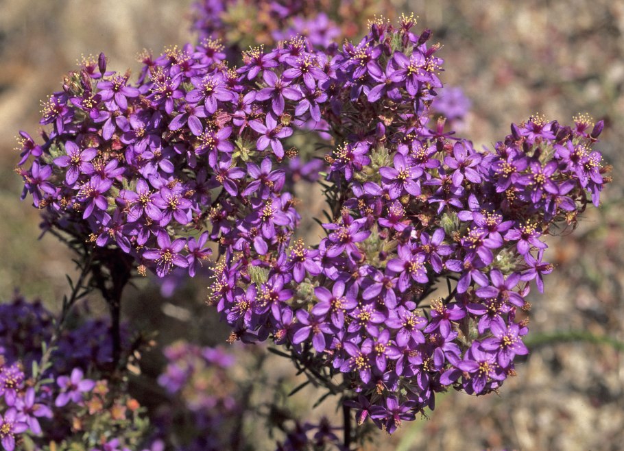 Calytrix duplistipulata