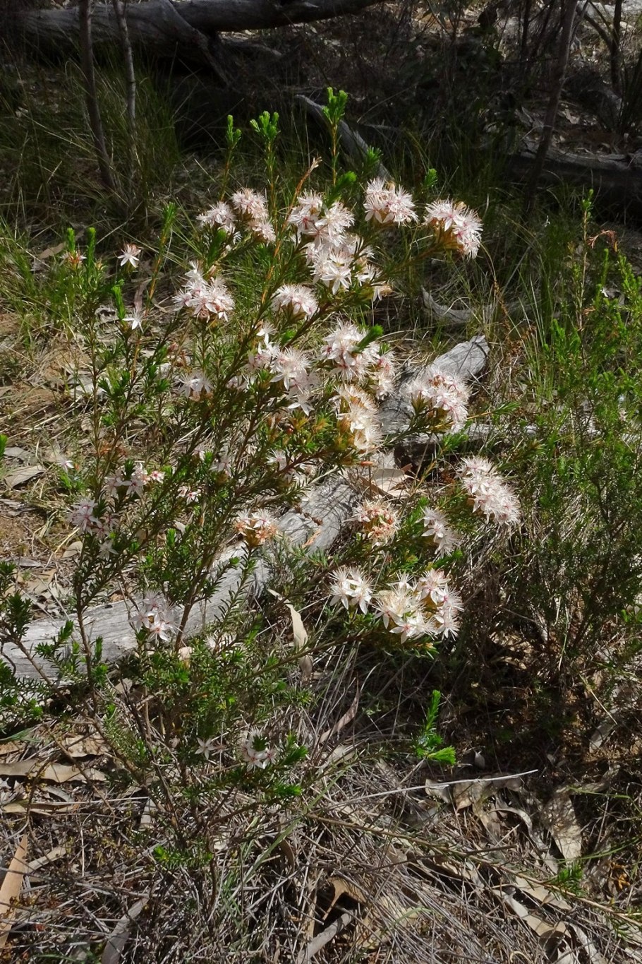 Калитрикс лиственничный