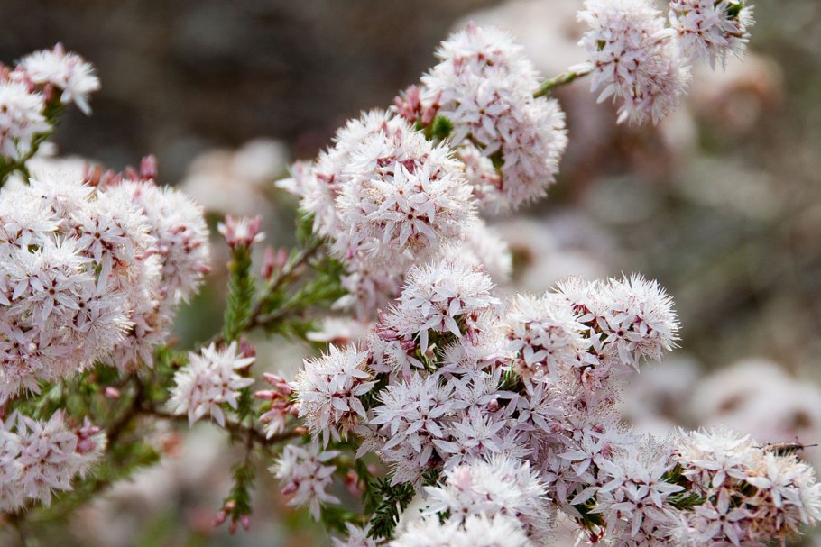 Calytrix duplistipulata