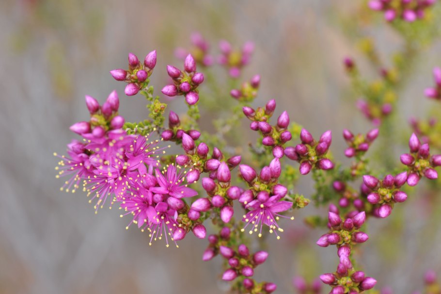 Calytrix carinata