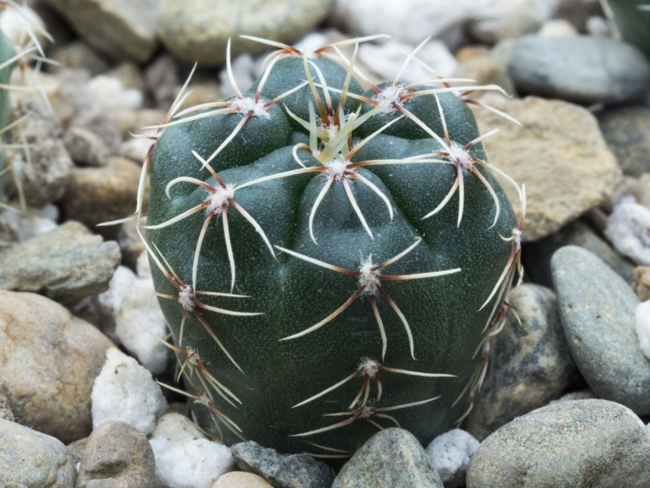 Gymnocalycium amerhauseri GN 1044/3700