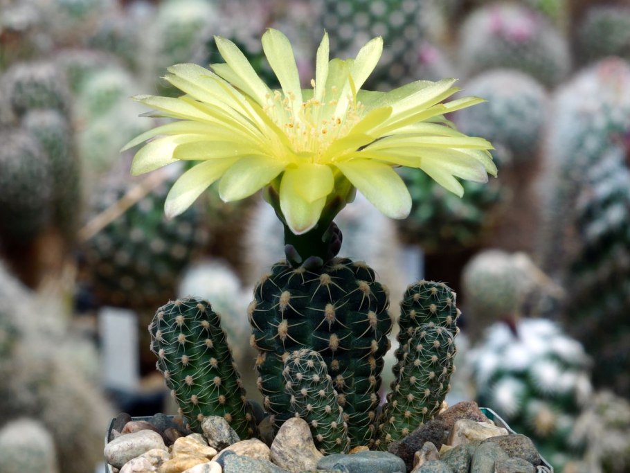 Gymnocalycium monvillei VG 491