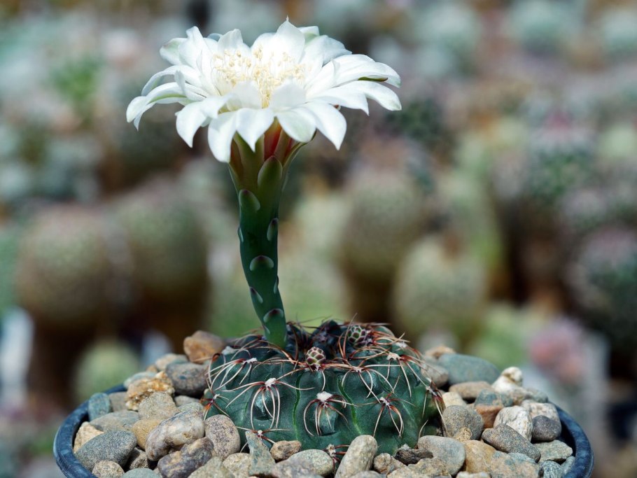 Gymnocalycium eurypleurum p434