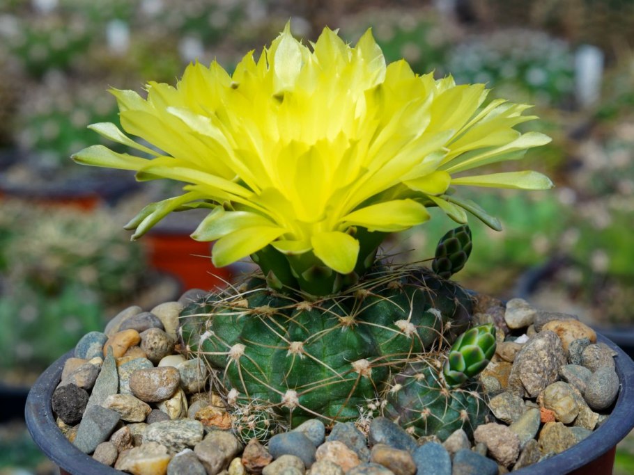 Gymnocalycium papschii VG 968