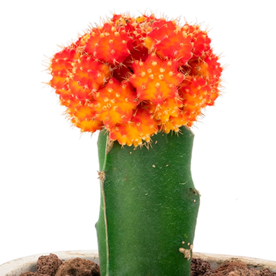 Гимнокалициум mihanovichii