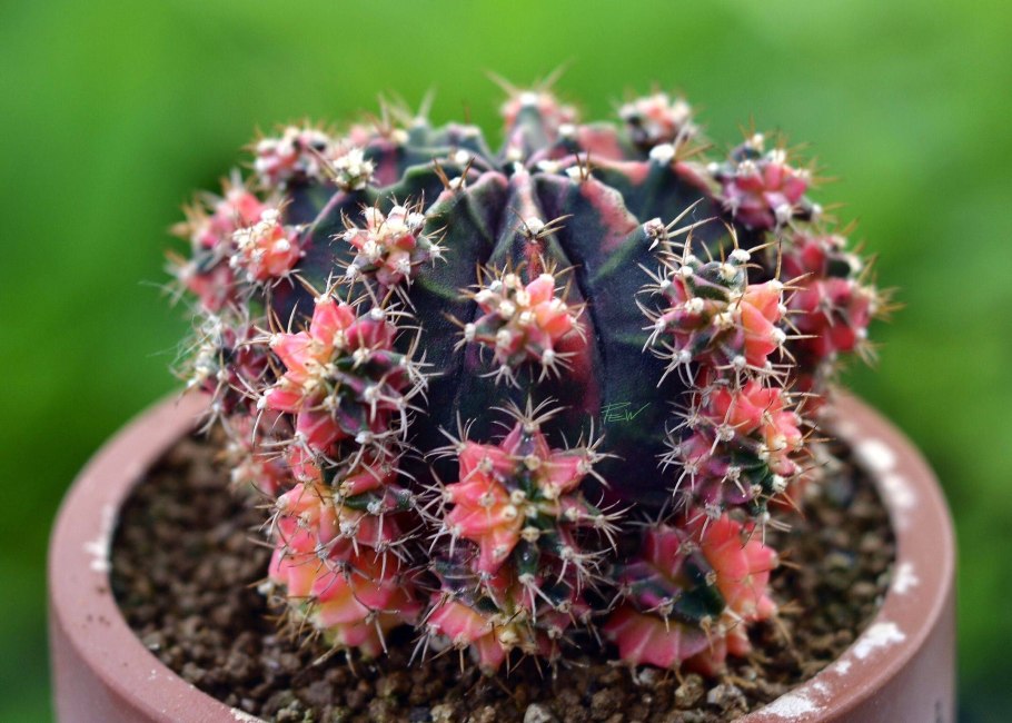 Gymnocalycium ambatoense