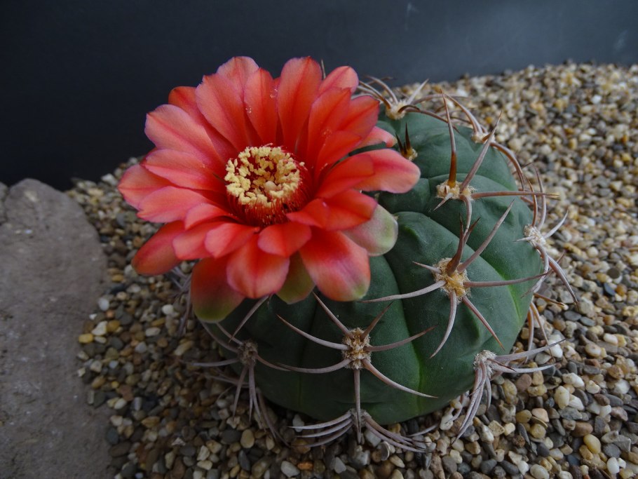 Gymnocalycium ponomarevae
