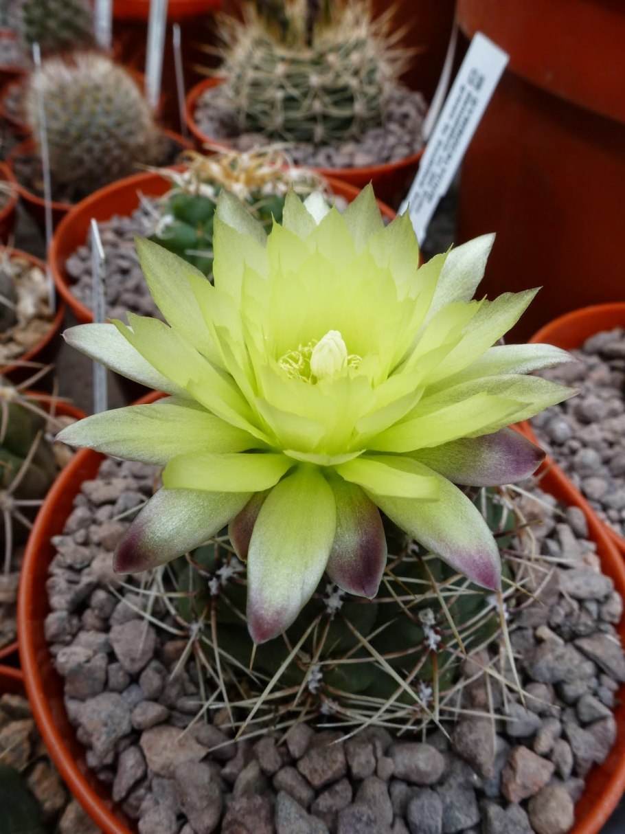 Гимнокалициум Андреа longispinum