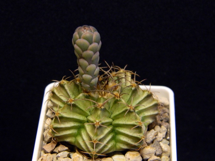 Кактус Гимнокалициум Рагонезе