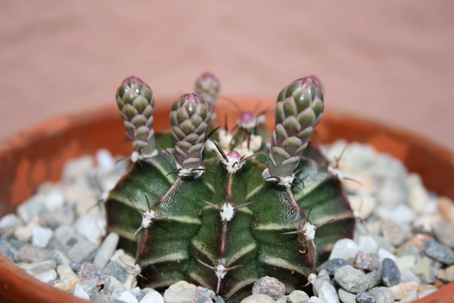 Gymnocalycium Andreae p199