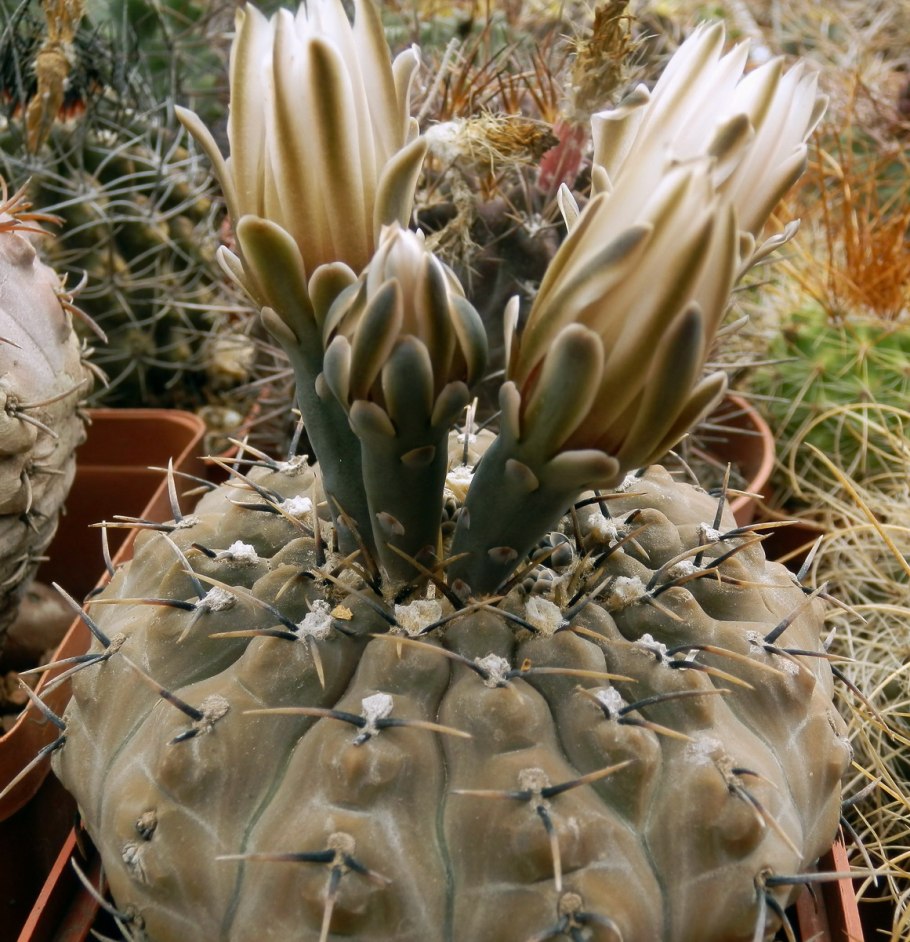 Gymnocalycium Andreae SSP. Fechseri VG 47